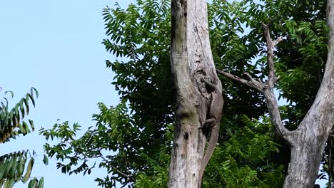 El-Lagarto-Monitor-Nublado-Se-Encuentra-En-Tailandia-Y-Otros-Países-De-Asia