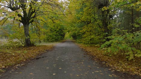 Establishing-view-of-the-autumn-linden-tree-alley,-empty-pathway,-yellow-leaves-of-a-linden-tree-on-the-ground,-idyllic-nature-scene-of-leaf-fall,-overcast-autumn-day,-low-drone-shot-moving-forward