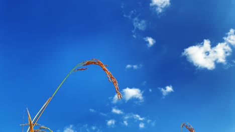 single stem of rice plant growing against blue sky, view from bellow