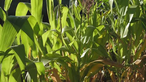 Full-frame-pan-across-vivid-green-corn-stalks-in-sunny-field-farm