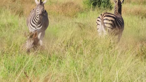 funny animal behavior as plains zebra rolls in sand kicking up dust in grassland