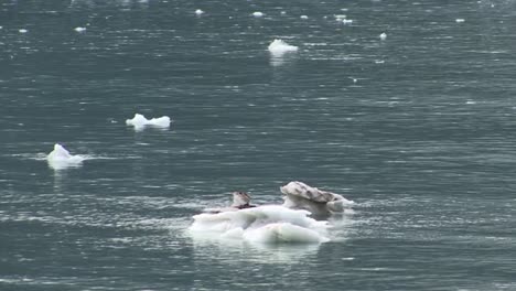 Ice-floating-in-the-bay-waters-of-Glacier-Bay-National-Park,Alaska