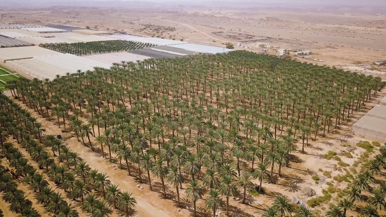Ekstremt vidvinkel luftfoto af daddelpalmer ved Arava-ørkenen, Israel