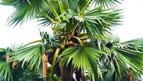 Weaver-bird-nest-in-an-asian-palmyra-palm-tree-waiving-in-the-wind