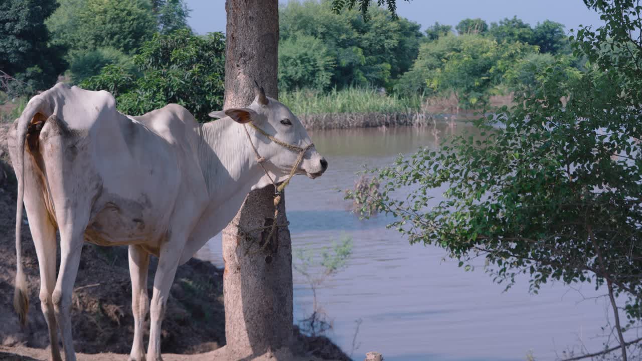 White Cow Standing by Tree Near Floodwater in Rural Punjab, Pakistan