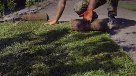 a man lays a rolled lawn on the ground. quick landscaping of the site with natural lawn grass