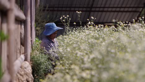 woman working in a field of white flowers