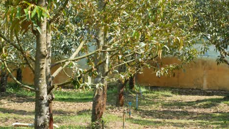 frutas de durian en el árbol
