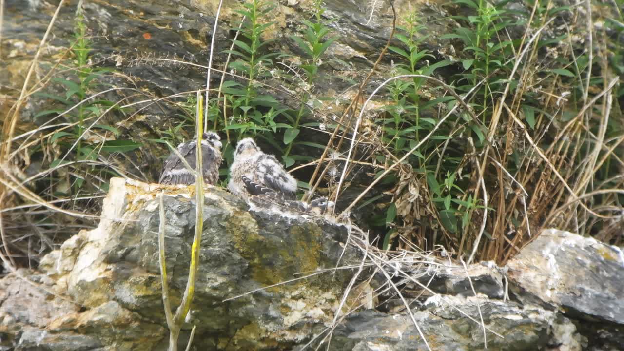 Peregrine falcon chicks, camouflaged against rocks, look skyward, calling while waiting for parent to return with food.
