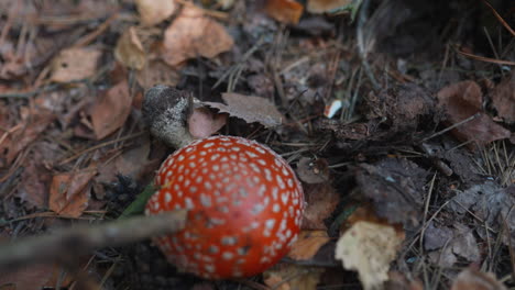 poisonous fly agaric mushroom in forest