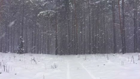 heavy snowstorm snowflake falling down in the pine tree forest winter nature weather