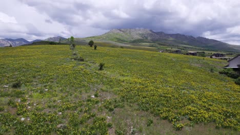 prado de flores silvestres amarillas en las montañas de utah, paisaje aéreo cinematográfico