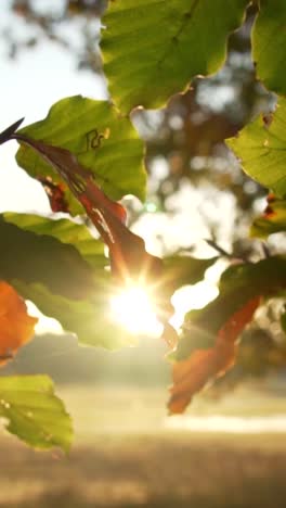 autumn leaves in sunlight