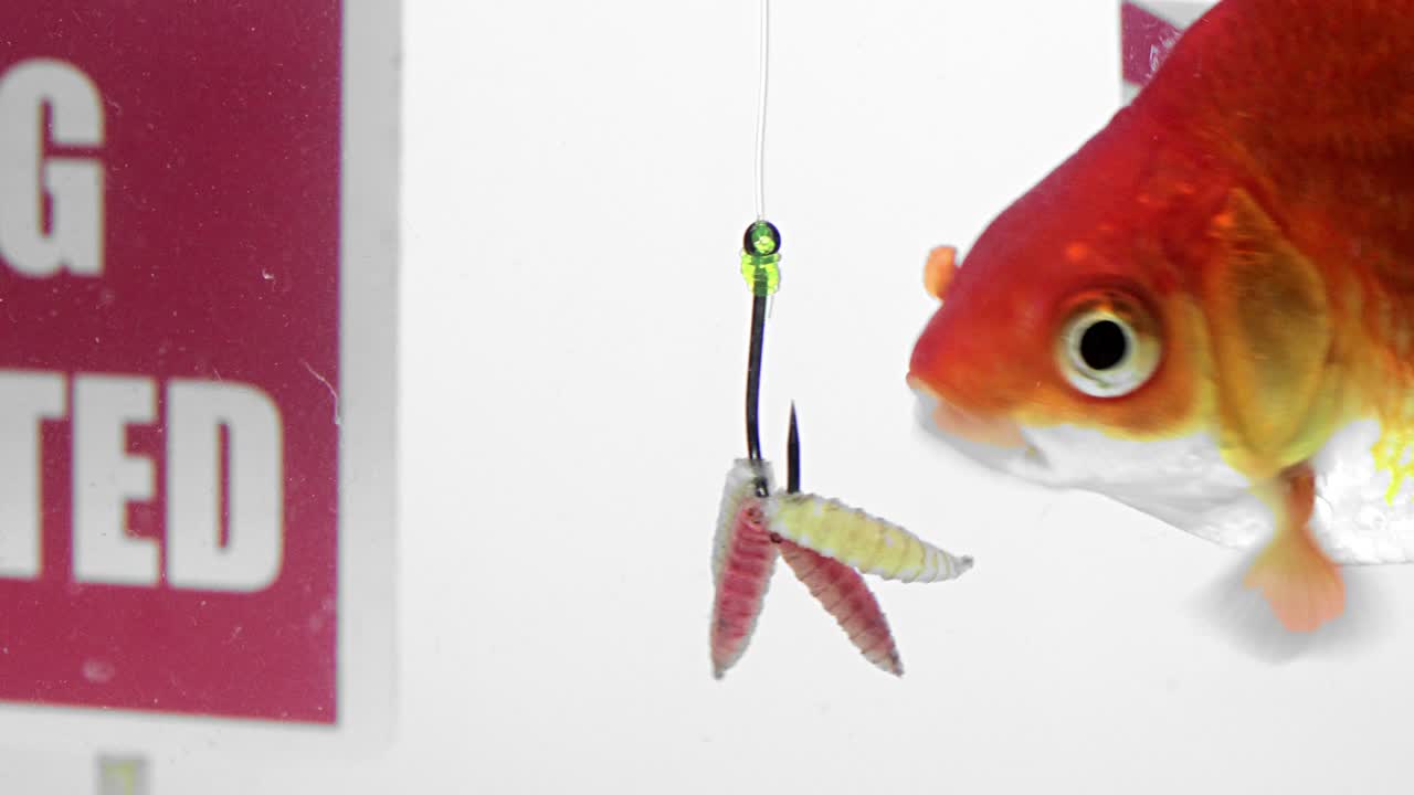 pescado dorado nadando frente a un panel la pesca está prohibida