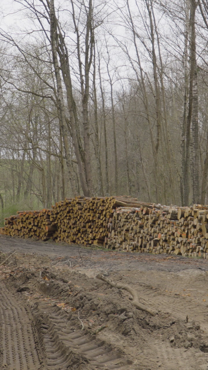 A large pile of cut timber logs stacked along a muddy forest road. Perfect for themes of forestry, logging industry, and environmental impact.