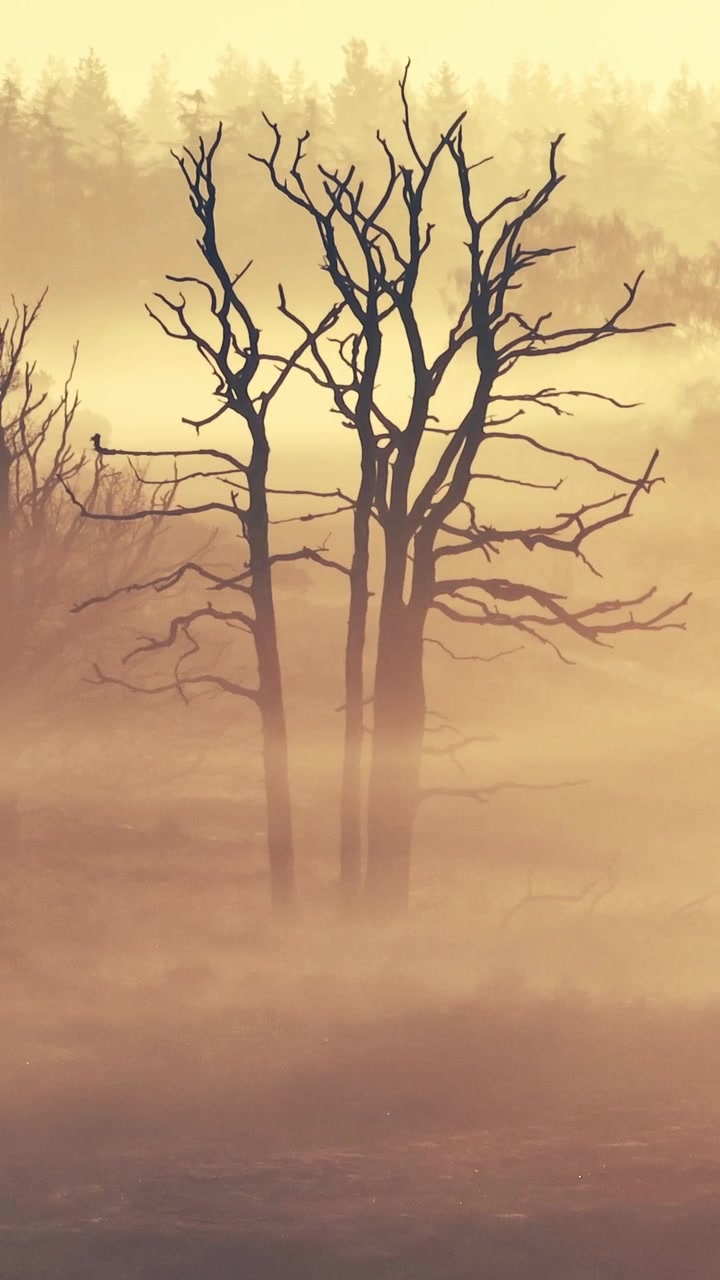 Kale bomen rijzen op door een gouden mist, wat een etherisch landschap creëert. Ideaal voor sfeervolle projecten of natuurdocumentaires die zich richten op serene, mistige omgevingen.