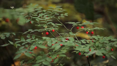 Medium-shot-of-a-huckleberry-bush-in-the-forest