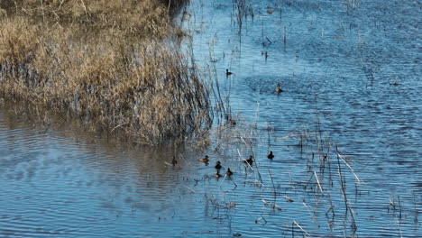 Patos-Nadando-En-El-Lago-En-El-área-De-Manejo-De-Vida-Silvestre-De-Bell-Slough-En-Mayflower,-Arkansas