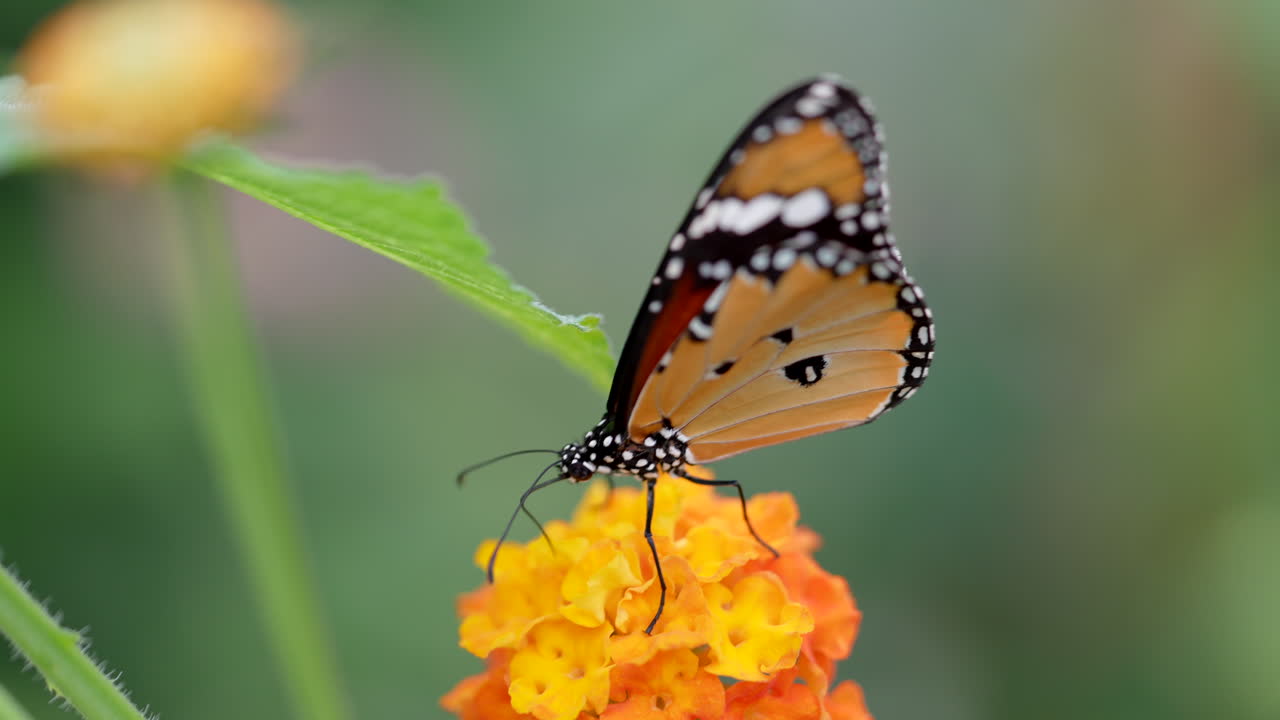 hermosa mariposa monarca con alas naranjas y cuerpo con manchas blancas descansando sobre pétalos de flores naranjas en el desierto, toma macro