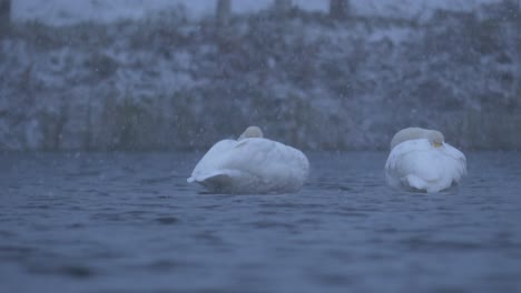 low angle close up of two swan birds floating gracefully in a cold icy lake, in a winter day under gentle snowfall