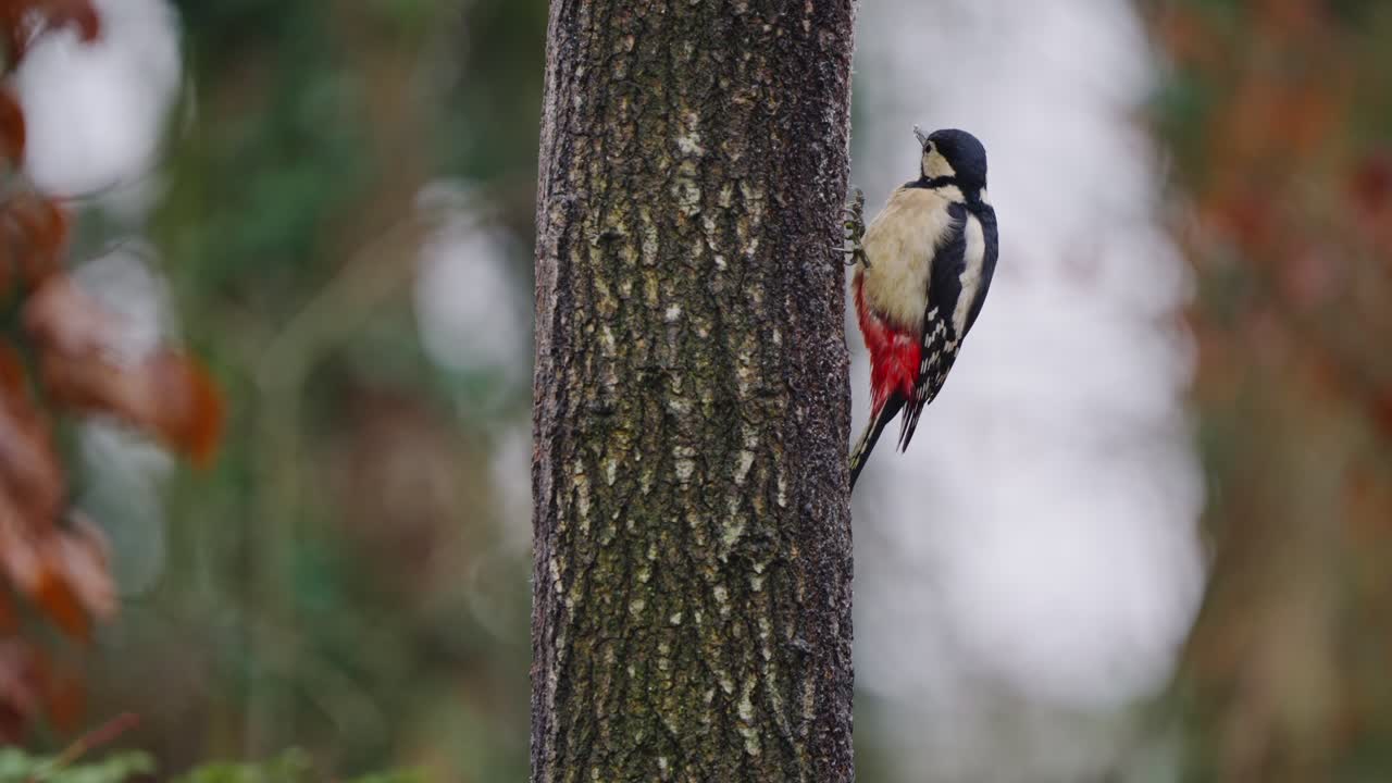 Woodpecker perched upright on forest tree, alert pose and soft light on feather detail