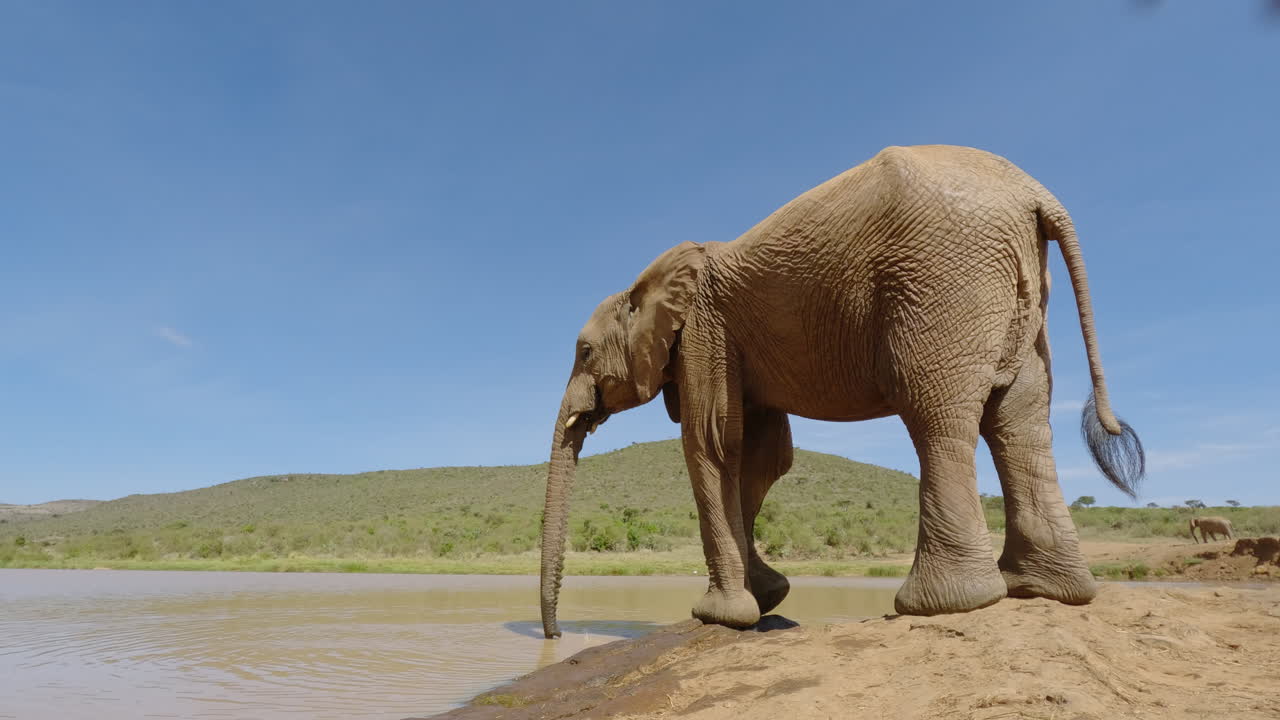 Afrikansk savanneelefant drikker fra et vandhul