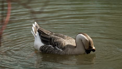 chinese goose swimming with reflection on clear water of a lake