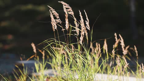 Dünnes-Schilf-Steht-Still-Im-Ruhigen-Wetter,-Beleuchtet-Von-Der-Morgensonne