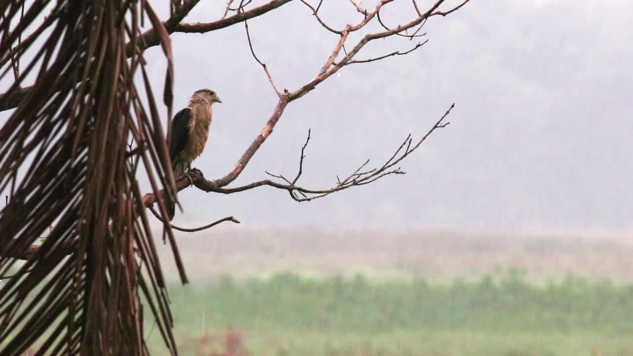 Rain wet Yellow-headed Caracara bird raining marsh tropical near Rainforest jungle