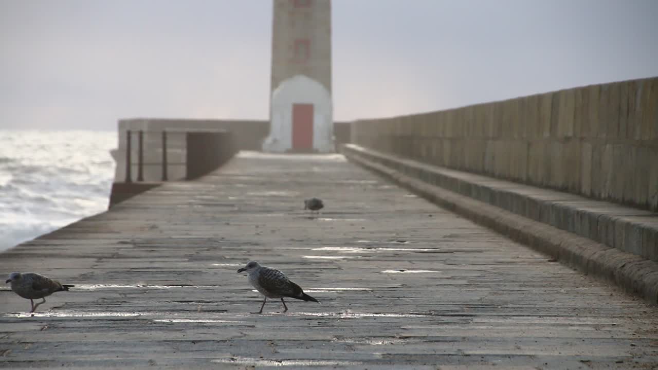 포르토의 등대 부두에서 추운 바람과 강한 바람이 불고 큰 파도가 근처에 부 ⁇ 히면서 사냥하는 메일