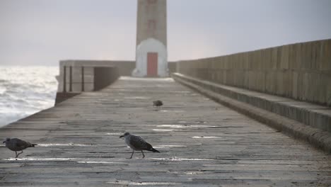 seagulls wondering and hunting in the lighthouse pier in porto, during cold and strong winds with big waves crushing nearby