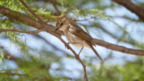 marico flycatcher perched on leafy green acacia branch looks down for prey