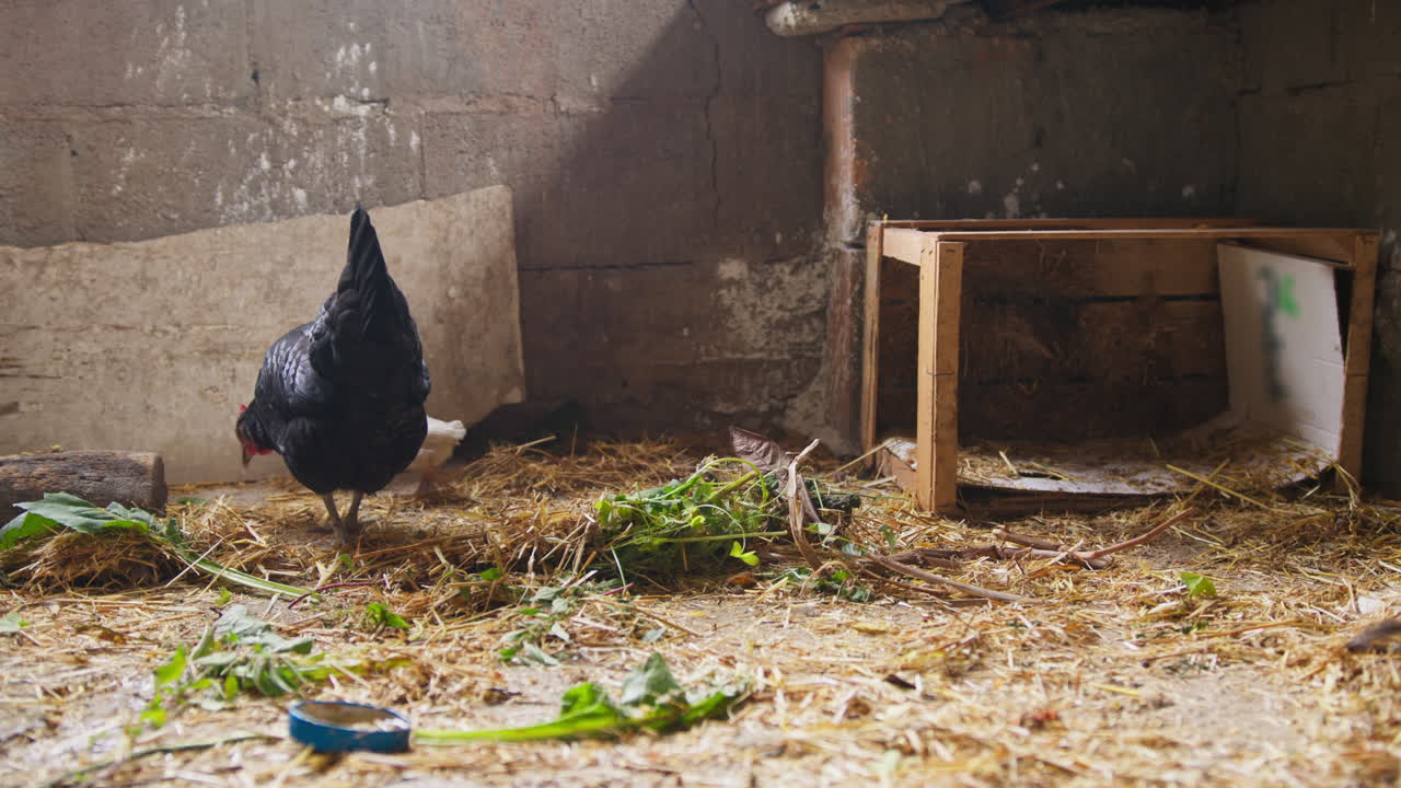 Hen eating in the henhouse with her little chicks