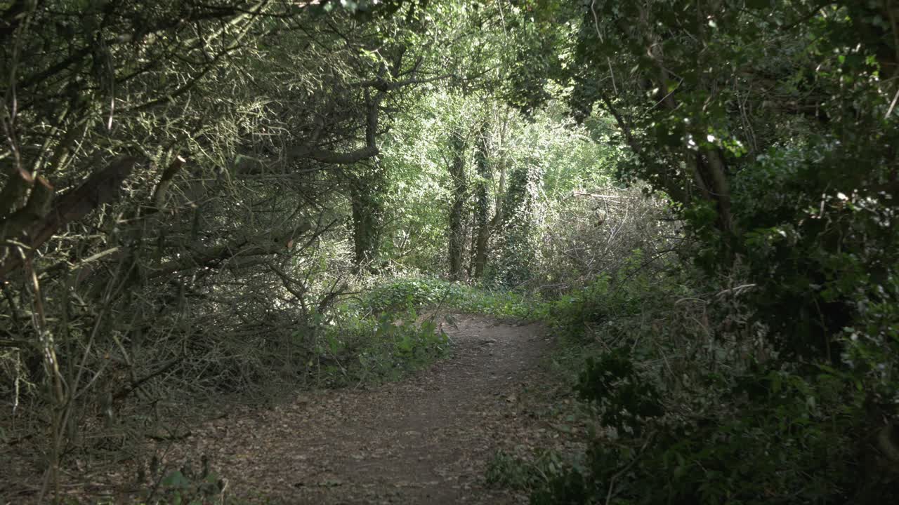 Walking through dense forest, vegetation, summer day. Insects flying