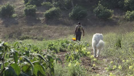 Dos-Agricultores-Mano-Plantas-De-Agua-Con-Té-De-Abono-Mientras-Un-Gran-Pirineo-Blanco-Los-Observa-Trabajar-Summerland-Ca