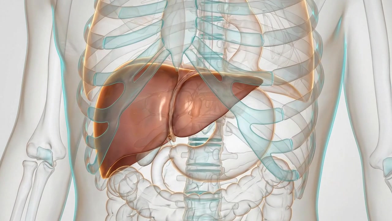 Transparent human torso showing liver beneath rib cage in anatomical visualization