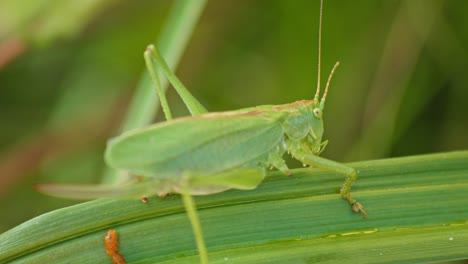 saltamontes verdes camuflados sentados en la hoja de la planta verde