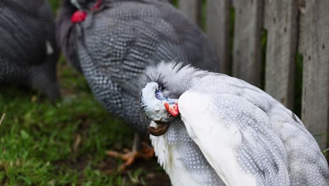 guineafowl interacting near a wooden fence