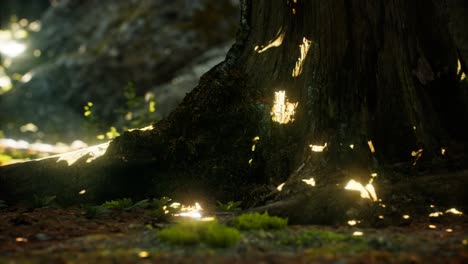 sunlight rays pour through leaves in a rainforest