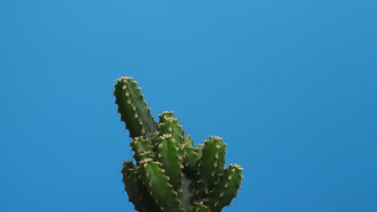Primo piano di Cactus Castello delle Fate che gira su se stesso su sfondo blu