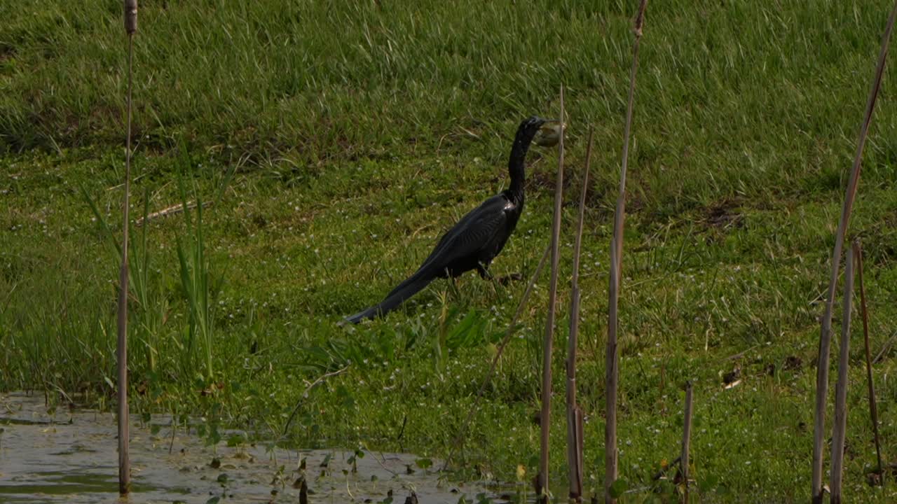 Anhinga eating a fish in Florida