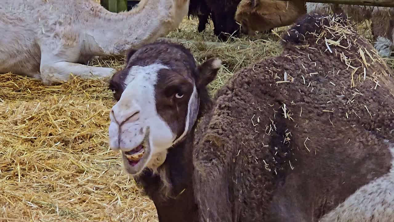 Dromedario che mastica mentre riposa sulla paglia con altri cammelli sullo sfondo all'interno di un recinto.