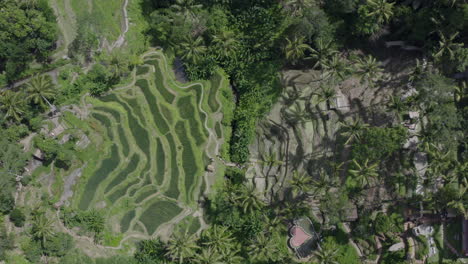 top view ascend shot on rice terrace scenic spot with long palm trees and tourist viewpoints on a sunny day. tegallalang, bali, indonesia. aerial shot.