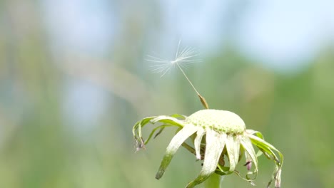 last seed on dandelion