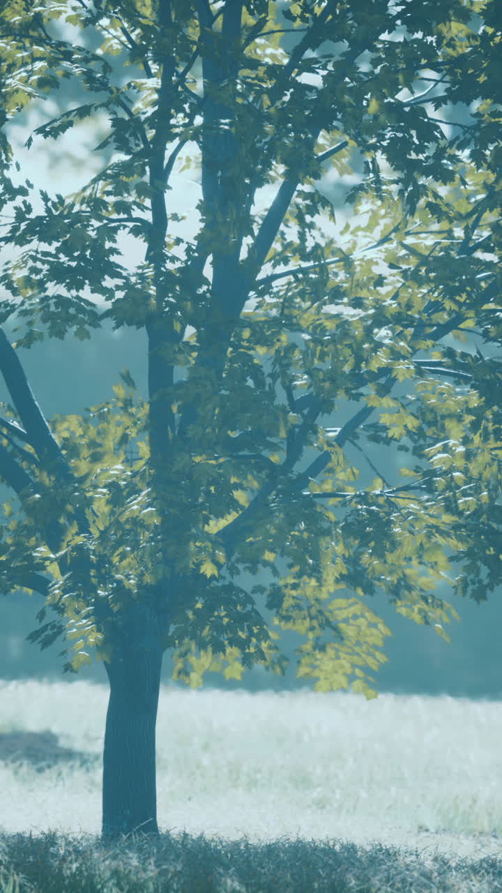 에 있는 단 하나의 나무