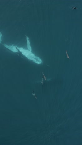 a vertical shot of a whale swimming in the ocean