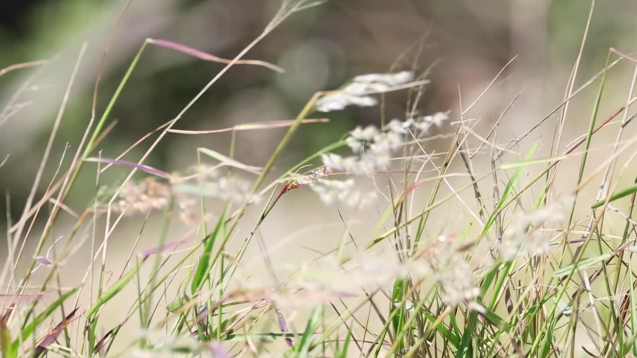 A detailed view of grass blades swaying softly in the breeze, capturing their delicate movement and texture.