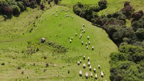 Ovejas-Corriendo-Sobre-Los-Verdes-Pastos-De-Montaña-De-Nueva-Zelanda