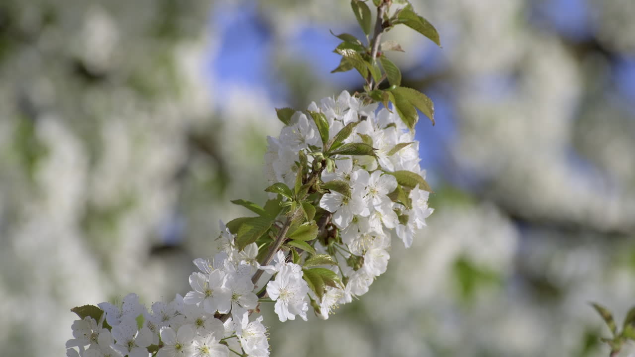primer plano de flores blancas de cerezo con pétalos delicados y hojas verdes frescas contra el cielo azul, anunciando la alegre llegada de la primavera