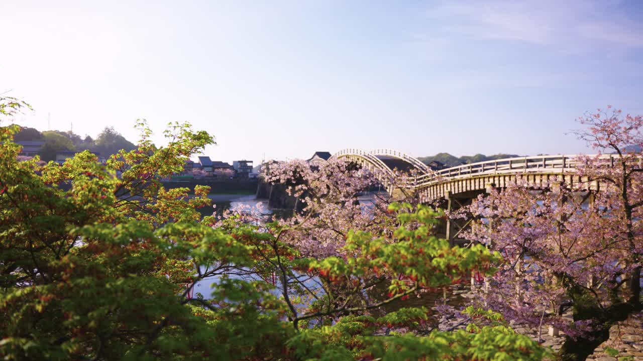 일본의 화려한 봄 아침, 킨타이키오 다리와 사쿠라 위에서 해가 뜨는 모습